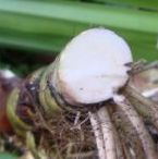 Фотографии Аира болотного