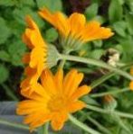 Фотографии Календулы