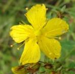 Фотографии Зверобоя